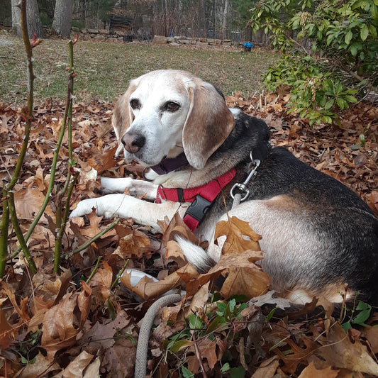 Carter in the Spiderwort