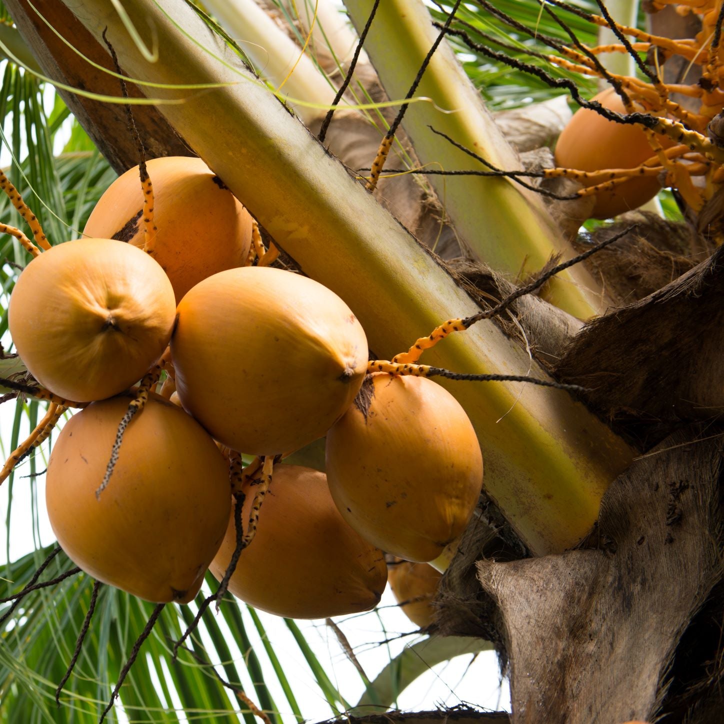 Thick Creams, Salves and Balms