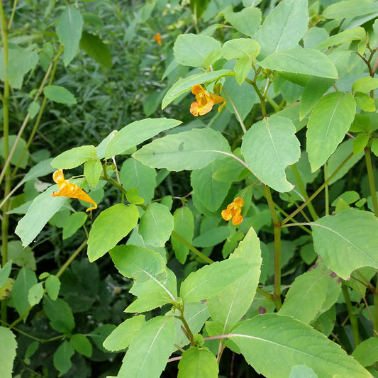 jewelweed Impatiens capensis