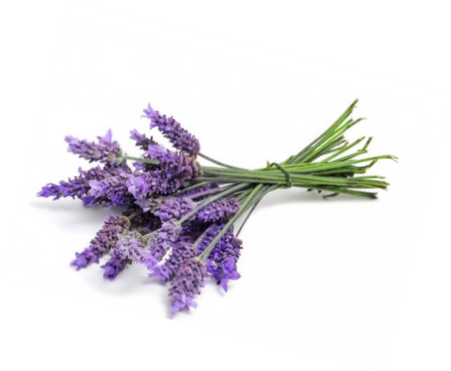 Gift of Lavender