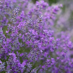 lavender blooms