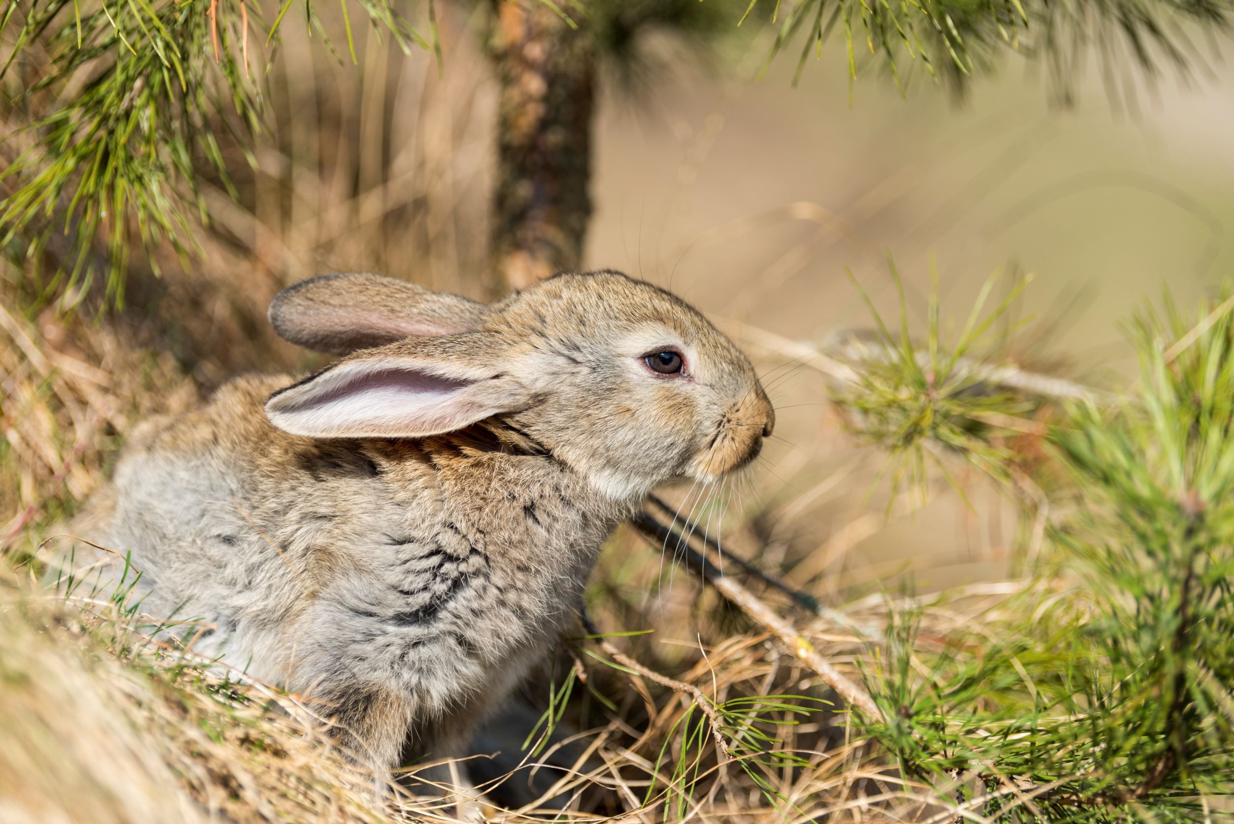 What's a Rabbittat? – Herb Garden Naturals