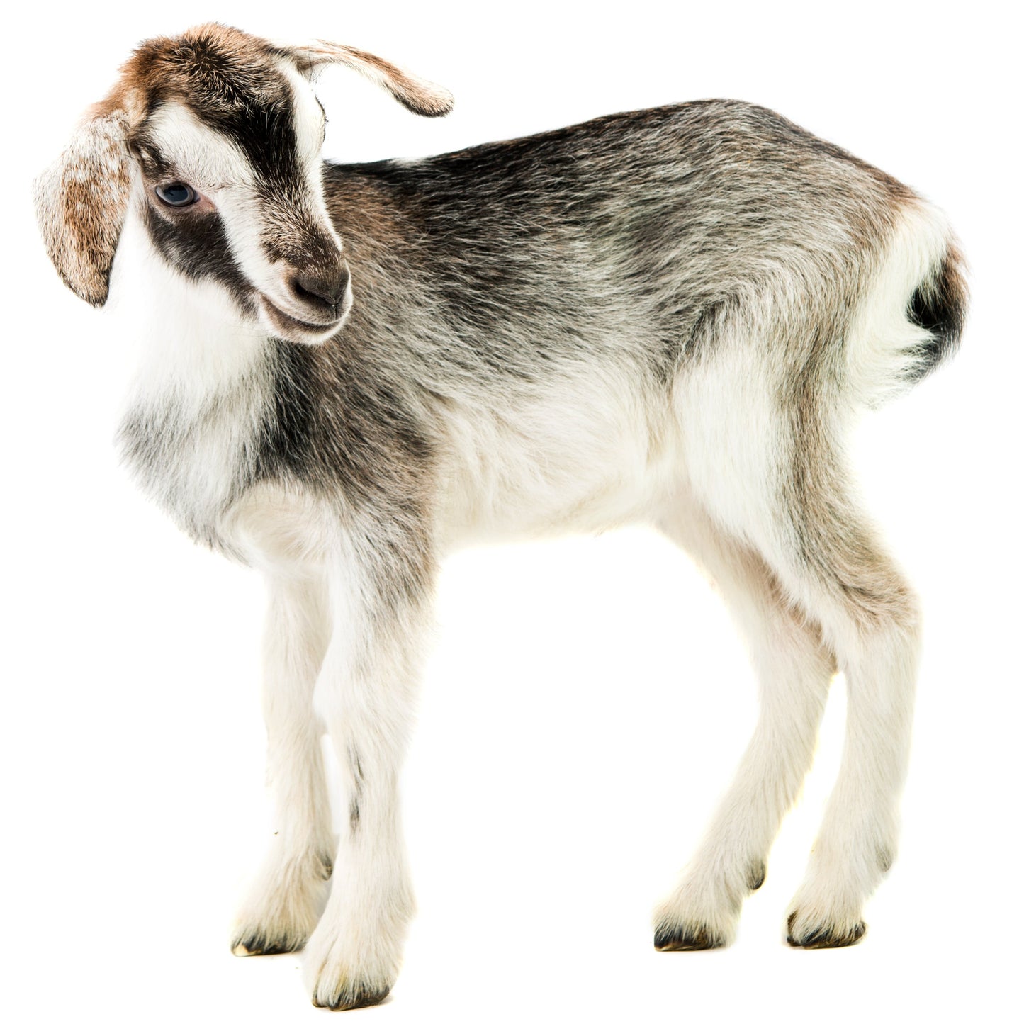 goat Perci