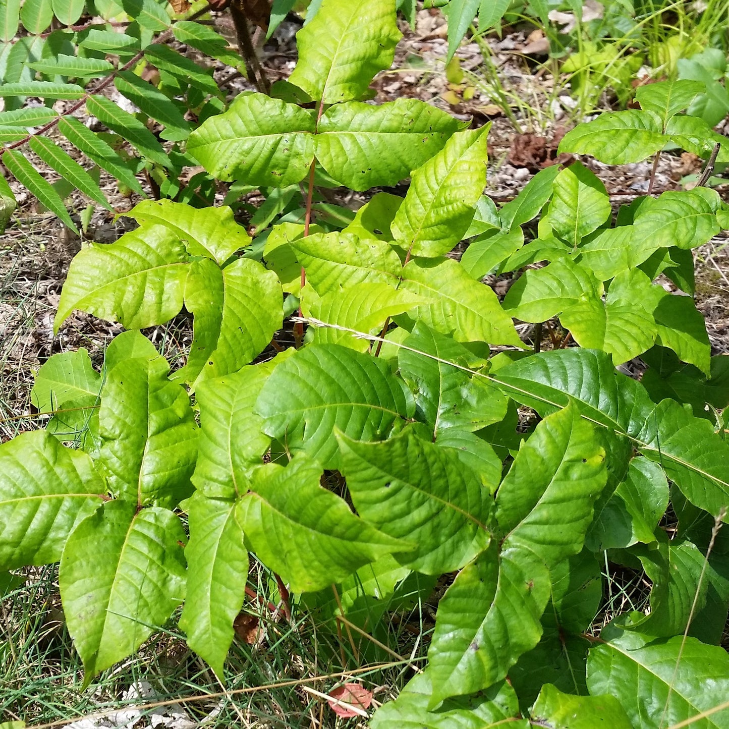 poison ivy