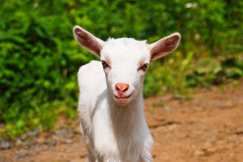 Just Soap with Goats Milk and Aloe Vera